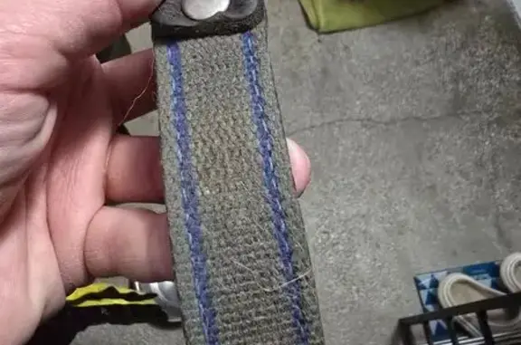 Найдена собака: Челябинск, пр. Победы 295