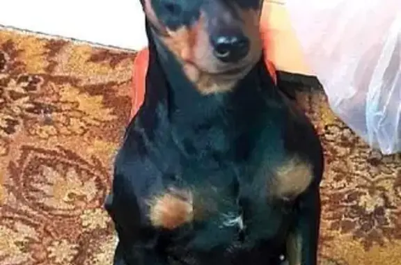 Пропала собака, Луга, 41К-141