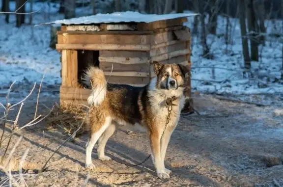 Пропала собака, Промышленная 121, Пермь