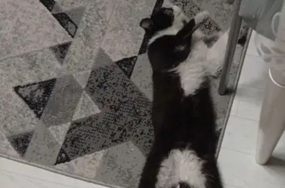 Пропала кошка, ул. Тулаева, 63, Улан-Удэ