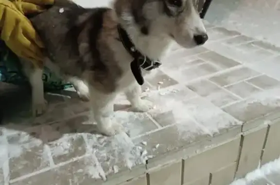 Найдена собака, Енисейск, фото: Собака найдена: ул. Автомобилистов, 2, Енисейск