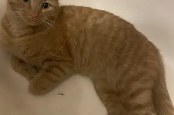 Найдена кошка, Барнаул, фото: Кошка найдена, Партизанская ул., Барнаул