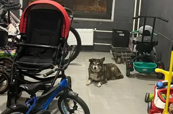 Найдена собака, Люберцы, фото: Собака найдена, ул. Камова, Люберцы