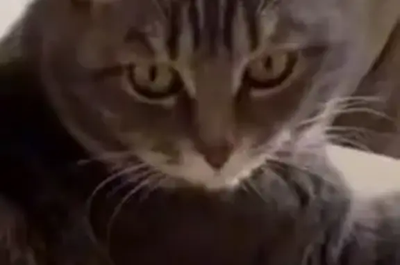 Пропала кошка, Боровичи, ул. Московская 113