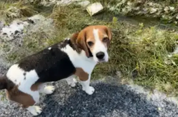 Собаки потеряшки, Московская область, фото: Потеряшка бигль у д. Алексино, вознаграждение