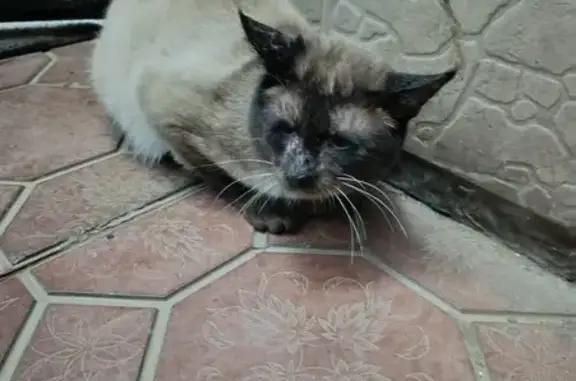 Найдена кошка, Москва, фото: Кошка найдена на Борисовском проезде, 20