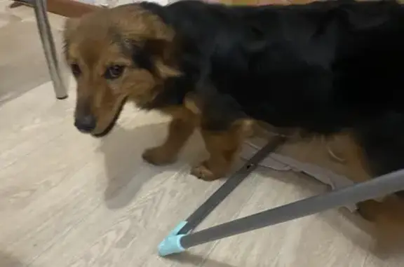 Найдена собака, Чебоксары, фото: Собака найдена: Хузангая, 40, Чебоксары