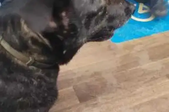 Найдена собака, Москва, фото: Собака найдена: Алтуфьевское ш., 93А, Москва