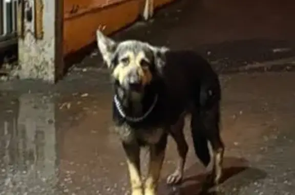 Найдена собака, Московский, фото: Собака найдена: ул. Чумакова, Московский