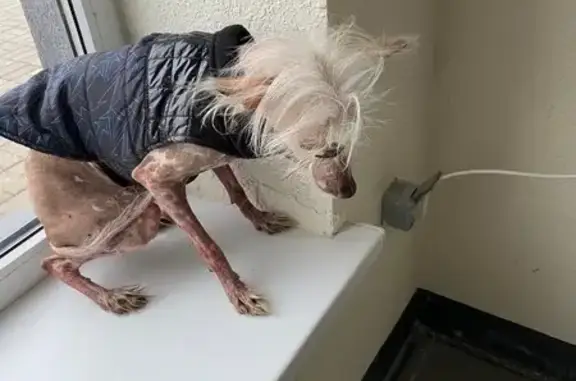 Найдена собака, Волгоград, фото: Собака найдена: Химина 9, Волгоград