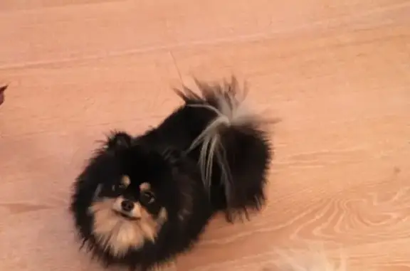 Пропала собака, 2-я Алексеевская ул., 7