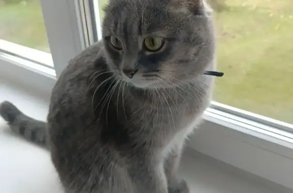 Кошки потеряшки, Красноярск, фото: Потеряшка кошка, ул. Калинина, 68А, Крск