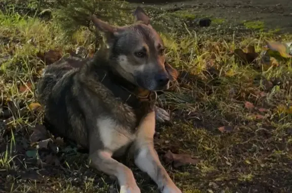 Найдена собака, Химки, фото: Собака найдена на ул. Грушина, 33, Химки