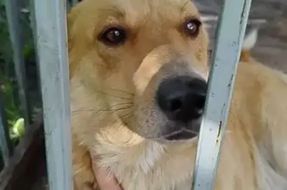 Собаки потеряшки, , фото: Потеряшка собака, Большая Арбековская 54А