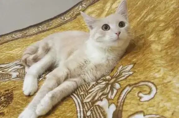 Кошки потеряшки, Ярославль, фото: Потеряшка кошка, Автозаводская 93, Ярославль