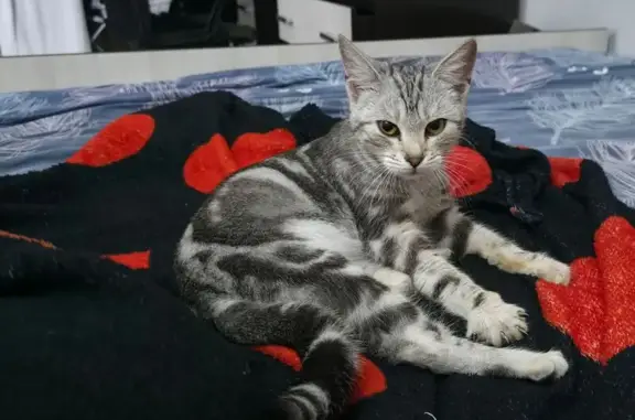 Найдена кошка, Новороссийск, фото: Кошка найдена: пр. Ленина, 20А, Новороссийск