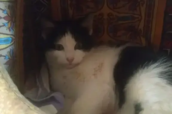 Найдена кошка, Балаково, фото: Найдена кошка, наб. 50 лет ВЛКСМ, Балаково