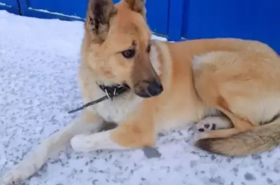 Найдена собака, Новосибирская область, фото: Бежевая собака найдена в Новосибирске