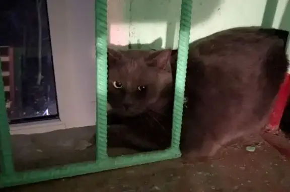 Найдена кошка, Иваново, фото: Найдена кошка, ул. 8 Марта, 25, Иваново