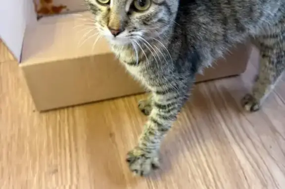 Найдена кошка, Москва, фото: Кошка найдена: Совхозная ул., 10Б, Москва