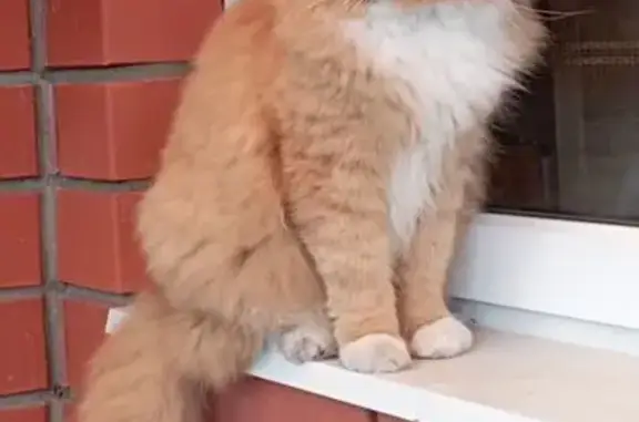 Пропала кошка, Новомосковск, Тульская обл.