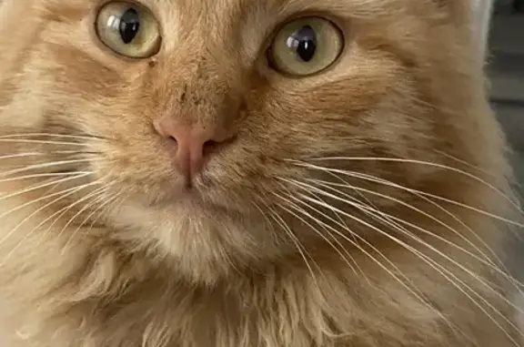 Пропала рыжая кошка, ул. М. Гафури, 41