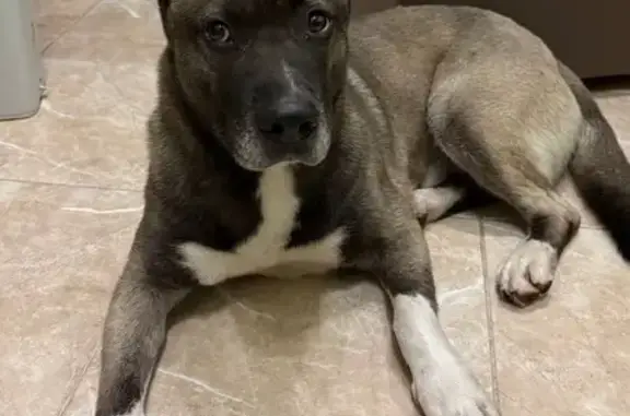 Найдена собака, Сочи, фото: Собака найдена на Шаумяна, 24, Сочи