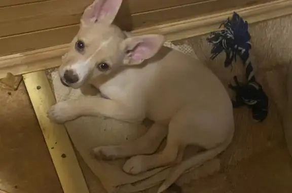 Собаки потеряшки, Ленинградская область, фото: Потеряшка собака в районе Новгородской и Ручейной, Любань