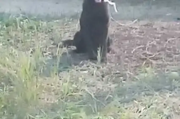 Пропала собака на ул. Файзи, Баймак