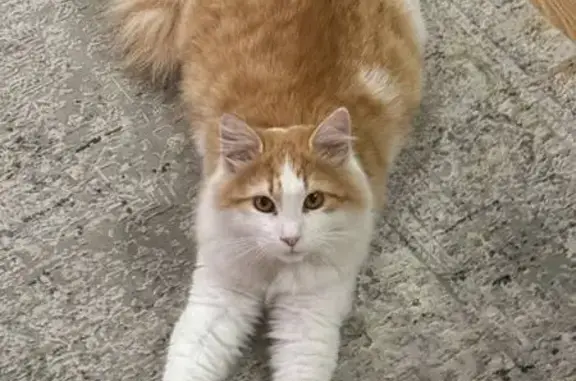 Кошки потеряшки, Новороссийск, фото: Потеряшка кошка, Прибойный пер., 30, Нск