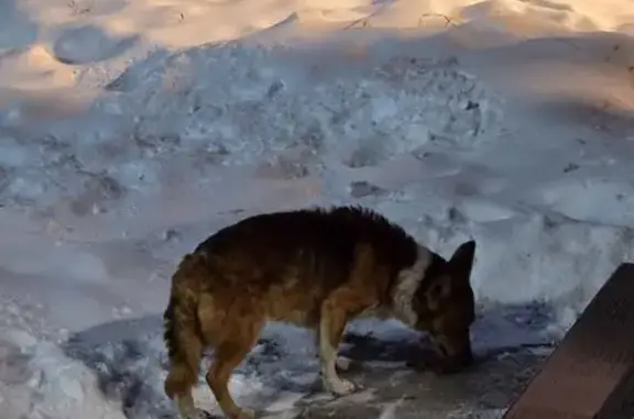 Найдена собака, Комсомольск-на-Амуре, фото: Собака найдена: ул. Орехова, 69, Комсомольск-на-Амуре
