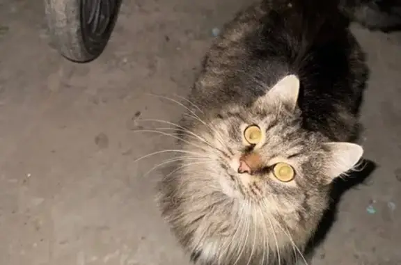 Найдена кошка, , фото: Найдена кошка, Уфа, Башкортостан