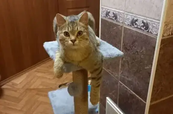 Пропала кошка, Старый Оскол, Белгородская обл.