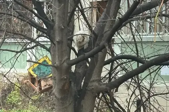 Найдена кошка, Воронеж, фото: Кошка нуждается в помощи: Пограничная, 1