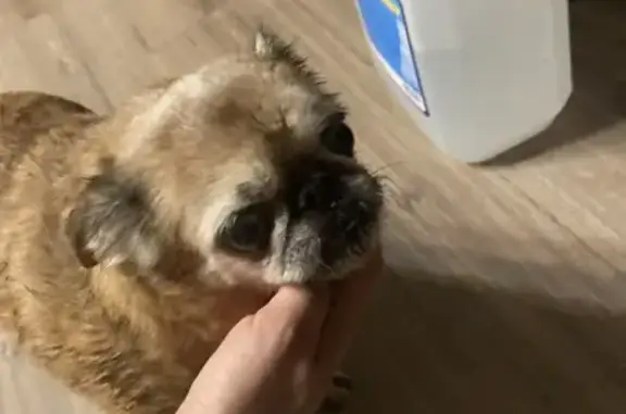 Найдена собака, Москва, фото: Собака найдена, пл. Комарова, Москва