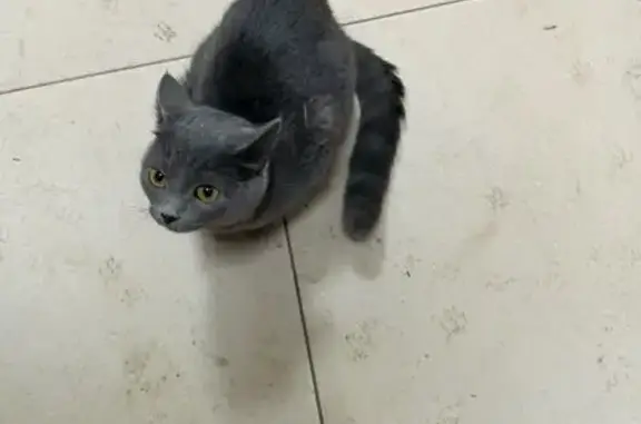 Найдена кошка, Пенза, фото: Серая кошка найдена на Леонова, 21, Пенза