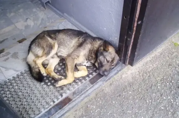 Собака найдена: ул. Ударников, 100А, Липецк