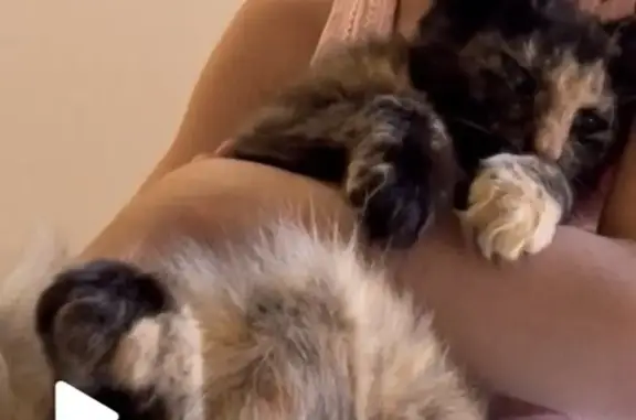 Пропала кошка, Кузнечная ул. 101, Краснодар