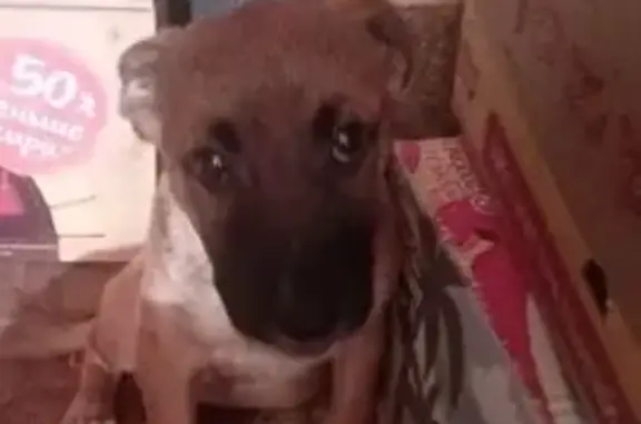 Собаки потеряшки, Астрахань, фото: Потеряшка собака, Сахалинская 34, Астрахань