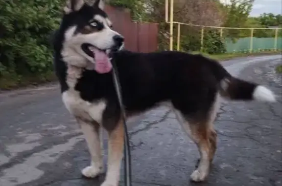 Пропала собака, Радужная ул., Саратовская обл.