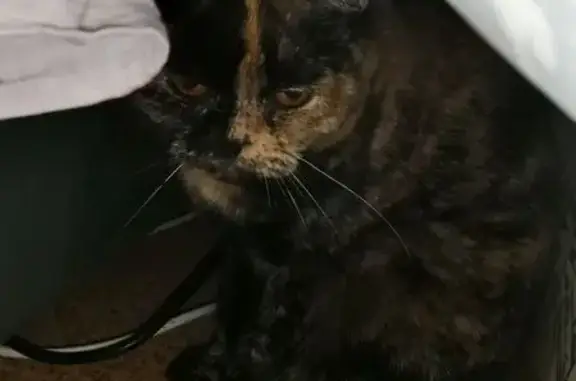 Кошки потеряшки, Чайковский, фото: Потеряшка кошка на ул. Сосновая, 27, Чайковский