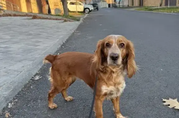 Собака найдена: Дубовка, 07К-033