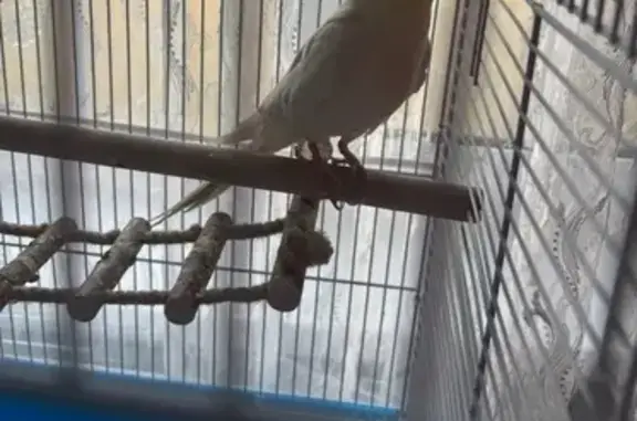 Пропала птица, Ульяновск, Улья...