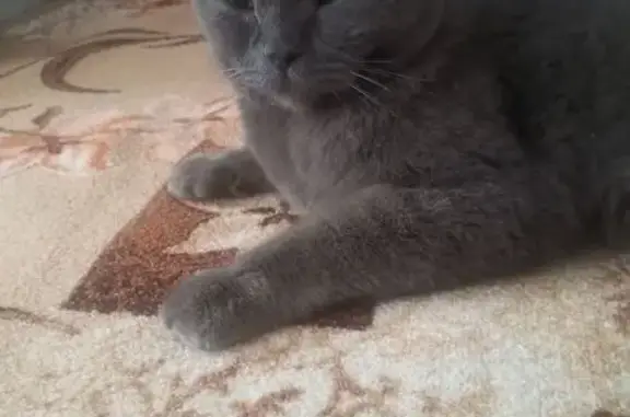 Кошка найдена: Суксун, Пермский край - photo