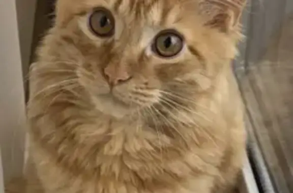 Поиск домашних животных, фото: Пропал котёнок, Филимонсковское, Цветочные поляны