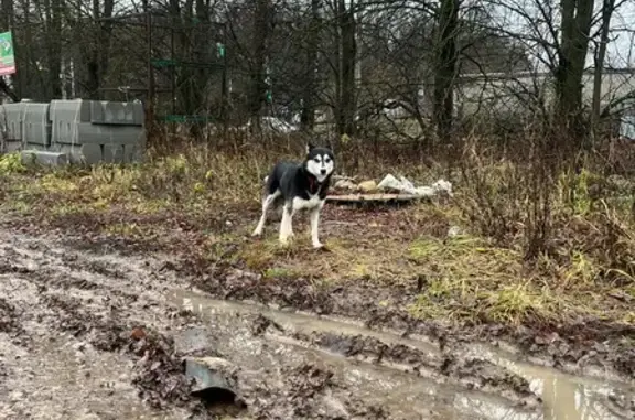 Найдена собака, Тульская область, фото: Щенок хаски найден в СНТ Октава 5