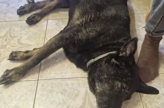 Найдена собака, Москва, фото: Собака найдена на Тайнинской 17к1