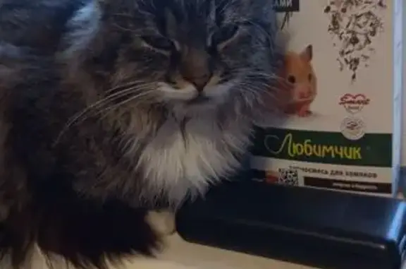 Пропала кошка Маркиза, Центральная ул., Высокое
