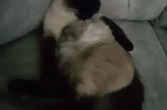 Пропала кошка, Лысково, Нижегородская обл.