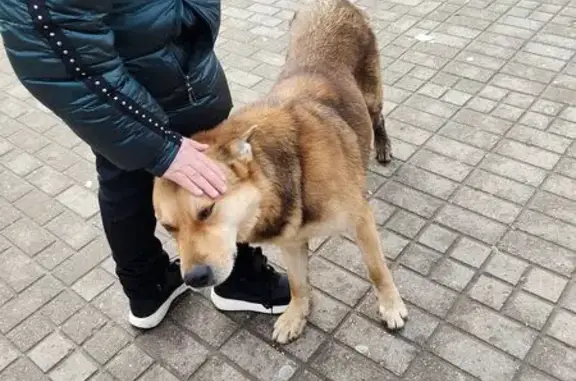 Найдена собака, Подольск, фото: Рыжий найден: ул. Кирова, 29А, Подольск